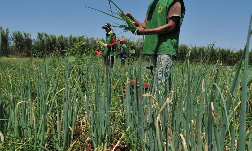 Plano Safra 21/22 anuncia bilhões em crédito para agricultores. Projeto tem taxas de juros que variam entre 3% e 8,5% ao ano.